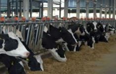Studiu de caz 2: Ferma de bovine a d-lui Papuc Ştefan