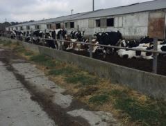 Studiu de caz 3: Ferma de bovine a d-lui Alexeev Dumitru