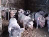 Studiu de caz 4: Ferma de porcine şi bovine a GŢ Codreanu Vasile