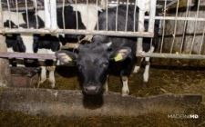 Studiu de caz 5: Ferma de porcine şi bovine a SRL Gemeni-Sîrbu