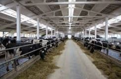 Studiu de caz 6: Ferma de bovine a SRL Tehnif-Agro