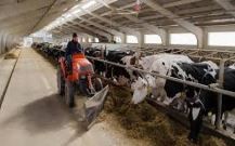 Studiu de caz 7: Ferma de bovine a SRL Neolacta