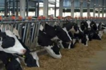 Studiu de caz 2: Ferma de bovine a d-lui Papuc Ştefan
