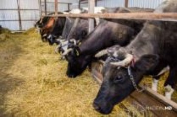 Studiu de caz 1: The bovine farm of Mr. Luchian Ion