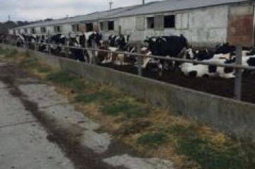 Studiu de caz 3: Ferma de bovine a d-lui Alexeev Dumitru