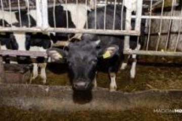 Studiu de caz 5: Ferma de porcine şi bovine a SRL Gemeni-Sîrbu
