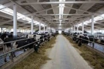 Studiu de caz 6: Ferma de bovine a SRL Tehnif-Agro